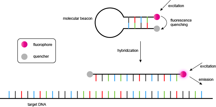 分子信标