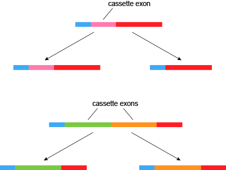 选择性剪接