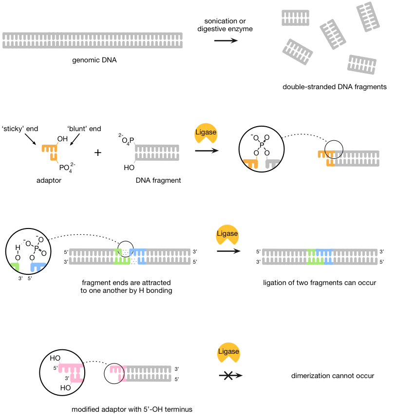 新一代测序文库制备