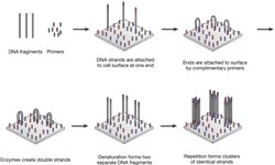 桥接PCR