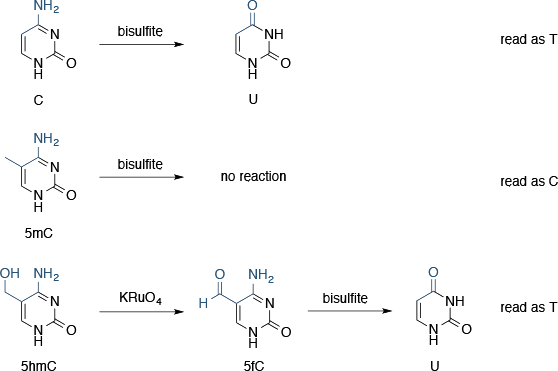 用亚硫酸氢盐测序表观遗传修饰
