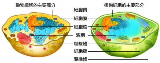 预防性基因检测